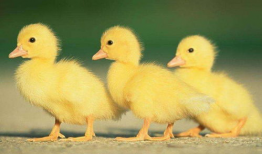 吃瓜爆料小黄鸭图片高清,吃瓜爆料小黄鸭图片背后的故事